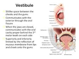 Anatomy Of Oral Region And Pharynx