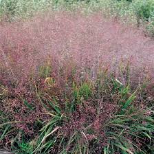 Image result for Eragrostis exasperata