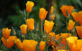 Seeds started in december or january will greet you in the spring with more seedlings than you though their flowers are amazing, many gardeners won't grow lupines because the plants are fussy. Easy Flowers To Grow From Seeds Craftsy