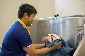 $12.75/hr post a job for free today! Dog Grooming Near Me Dog Grooming In Dubai 2feet4paws