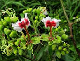 Image result for Afzelia