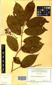 Image result for Antidesma membranaceum