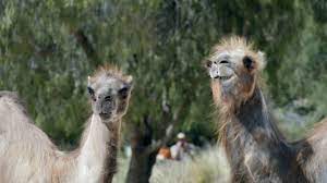 Can you go and see who it is? Ad Of The Day It S Hump Day All Over Again In Geico S New Commercial