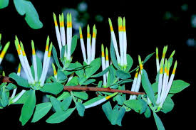 Image result for Agelanthus