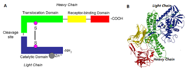 Human botulism may refer to foodborne botulism, infant botulism, wound botulism, and inhalation botulism or other types of intoxication. Botulinum Toxin Protein Molecule