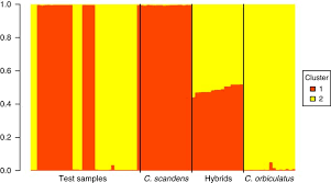 Check spelling or type a new query. Mislabeling Of An Invasive Vine Celastrus Orbiculatus As A Native Congener C Scandens In Horticulture Invasive Plant Science And Management Cambridge Core