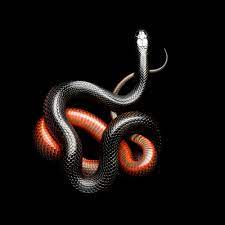 Pin On Animals