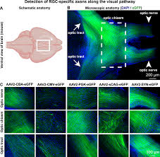 Image result for Dark Hunter Green 1999 AAV