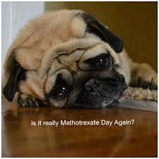 Is It Really That Time Again Pugs Pugs Funny Pug Memes