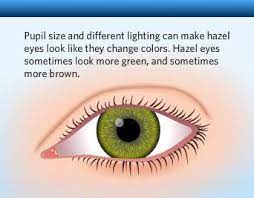 The Human Eye Color Chart Eye Color Chart Eye Color Facts Eye Facts