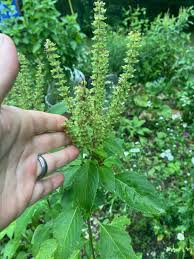 Image result for Ocimum gratissimum