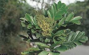 Image result for Aphanamixis polystachya