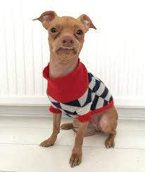 Tuna Melts My Heart The Underdog With The Overbite Who S The Biggest Dog Star Of Instagram Why Does He Matter Big Dogs Dog Sweaters Dogs