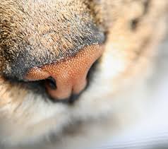From nail trims to bathing, a little wrap your cat in a large towel and dry her with it in a warm place, away from drafts. 10 Things You Didn T Know About Your Cat S Nose Morristown Nj Patch