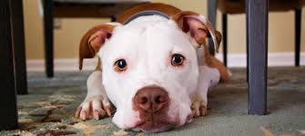 However, being in heat can make your dog uncomfortable and fidgety. How Long Does A Dog Stay In Heat And Other Dog Period Questions Answered