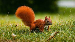 We leverage cloud and hybrid datacenters, giving you the speed and security of nearby vpn services, and the ability to leverage services provided in a remote location. Cute Squirrel Wallpaper Hd Iphone