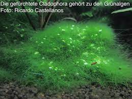 'biogene entkalkung' und synonyme zu openthesaurus hinzufügen. Was Ist Kohlendioxid Co2 Wiki