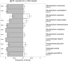 Image result for Laurembergia repens