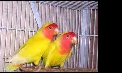 Lovebirds For Sale In Tamil Nadu Classifieds Buy And Sell In Tamil Nadu Page 2 Indialisted Com