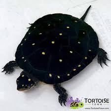Its legs are mainly black with red or orange mixed in with the yellow spots. Spotted Turtle For Sale Adult Juvenile And Baby Spotted Turtle Hatchlings