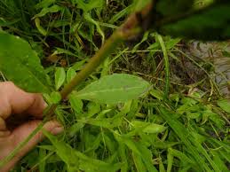 Image result for Alternanthera sessilis