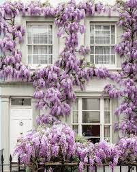 Michael Sparrow On Instagram One Of My Favourite Wisteria Covered Houses In The Beautiful Neighbourhood Of Notting Veranda Magazine Wisteria Townhouse Garden