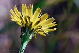 Image result for Hypochaeris radicata