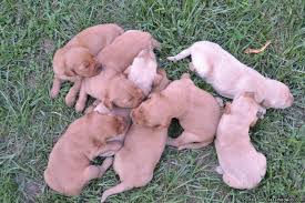 These loyal, sociable dogs are excellent with children and families and excel at developed in the 1860s to be swimmers & retrievers, these pups love doing. Akc Golden Retriever Puppies Price 450 475 For Sale In Tomah Wisconsin Best Pets Online