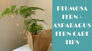 The asparagus fern (asparagus aethiopicus) looks very much like an asparagus plant and like asparagus is a member of the lily family. Plumosa Asparagus Fern Indoor Care Tips Youtube