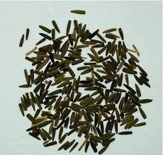 Image result for Vernonia anthelmintica