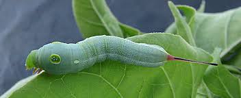 Image result for Hippotion celerio