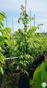 Image result for Cleistanthus