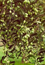 Maybe you would like to learn more about one of these? Olive Germplasm Italian Catalogue Of Olive Varieties Intechopen