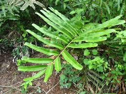 Image result for Acrostichum aureum