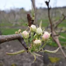 At stark bro's we offer two types of pear trees buyer's guide. Pear Bud Stages New England Tree Fruit Management Guide
