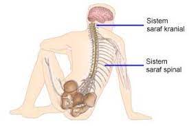 Pembayaran mudah, pengiriman cepat & bisa cicil 0%. Minyak Tok Dewa Penyakit Saraf Pengetahuan Dari Aspek Facebook