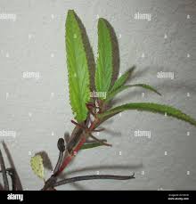 Image result for Corchorus tridens