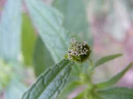 Image result for Blainvillea gayana