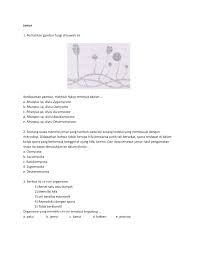 Fungsi dari jaringan epitel tersebut adalah…. Jamur Dan Sistem Reproduksi