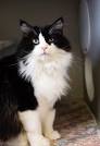 Black and White Cat Breeds - Cat Breeds Encyclopedia