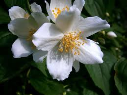 Over 100 species of anemone flowers have been identified throughout the world. Hd Wallpaper Selective Focus Photography Of White Anemone Flower In Bloom Wallpaper Flare