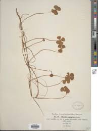 Image result for Marsilea aegyptiaca