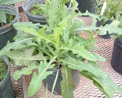 Image result for Sonchus friesii