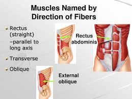 The muscular system is responsible for the movement of the human body. Ppt The Muscular System Powerpoint Presentation Free Download Id 6854265
