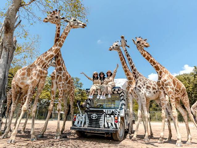 大城府野生動物園長頸鹿拍照體驗