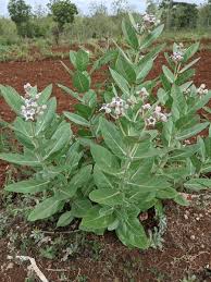 Image result for Calotropis gigantea