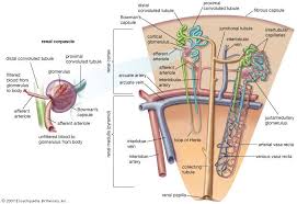 Anatomyforme Histology Of The Kidney A Lot To Process Medical Anatomy Medical Laboratory Science Kidney Anatomy