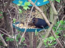 Bird With Brown Head And Black Body Uk Rarity Finders Brown Headed Cowbird County Durham Birdguides