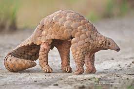 The Indian Pangolin Is Slowly Disappearing From Pakistan Ansar Khan Life Line For Nature Society Pangolin Animals Indian Pangolin