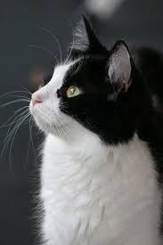 Black And White Tuxedo Cats Pin En Cats
